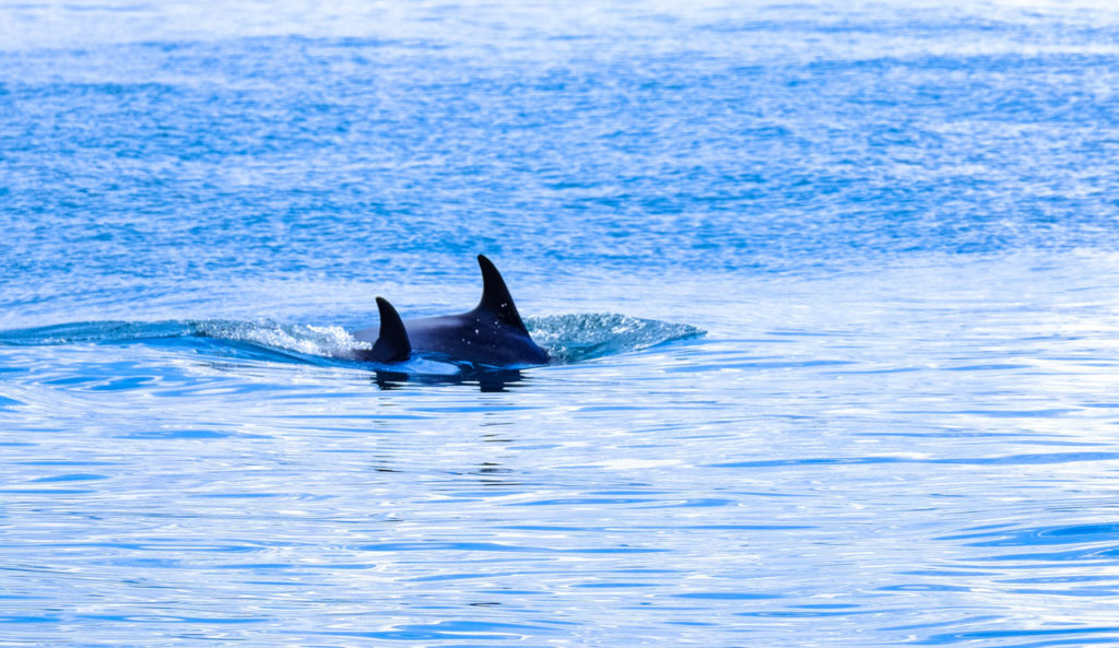 Whale Watching San Juan Islands - Washington