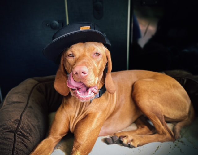 Visla puppy wearing an Axis Vehicle Outfitters hat