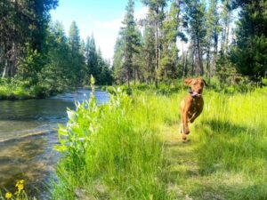 Trail running with your dog